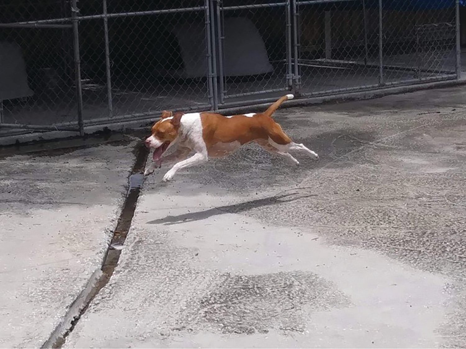 One of Animal Rescue Inc.’s happy four-legged friends leaps for joy at the prospect of being adopted.